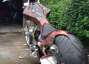 Picture 7 - Harley-Davidson chopper, one-off all hand built, built to use motorbike