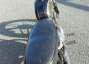 Picture 8 - BSA Bantam B175 1969 Matching Numbers motorbike