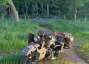 Picture 7 - 1943 Harley-Davidson WLA Flathead 45 motorbike