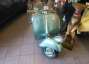 Picture 8 - Vespa 125N 1953 Rare motorbike