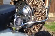 Picture 6 - 1959 Lambretta TV175 series 2 Vigano mod Ulma 1 motorbike