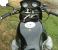 photo #7 - Moto Guzzi Round Barrel Café Racer motorbike